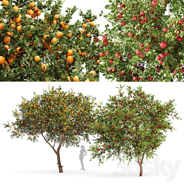 fruit trees orange and apple 3D Models