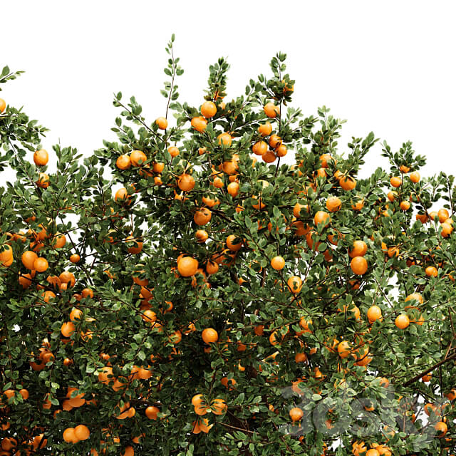 fruit trees orange and apple 3D Models