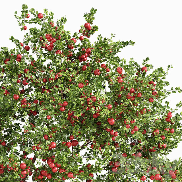 fruit trees orange and apple 3D Models