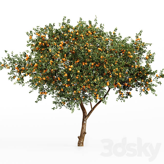 fruit trees orange and apple 3D Models