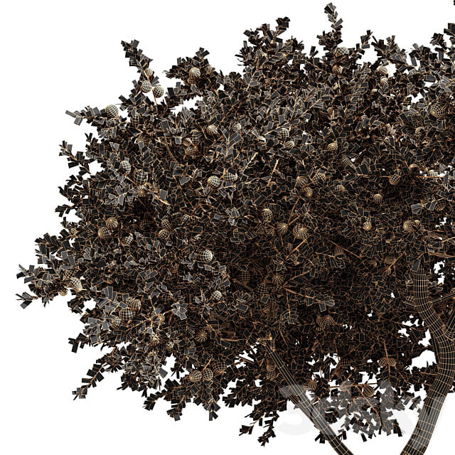 fruit trees orange and apple 3D Models