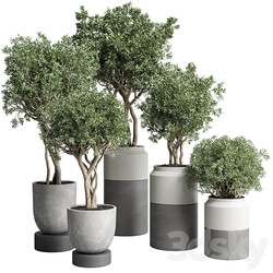 Collection Indoor plant 189 concrete dirt vase pot Tree 3D Models 