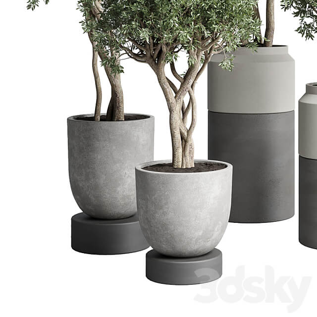 Collection Indoor plant 189 concrete dirt vase pot Tree 3D Models
