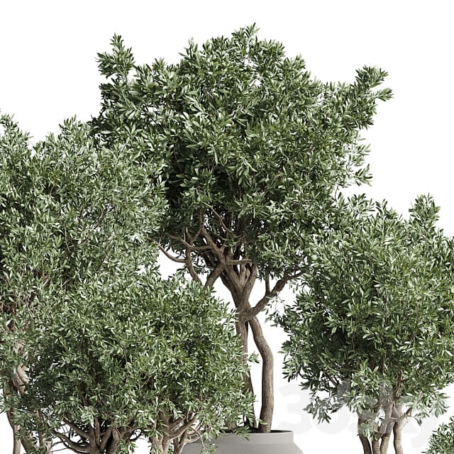 Collection Indoor plant 189 concrete dirt vase pot Tree 3D Models