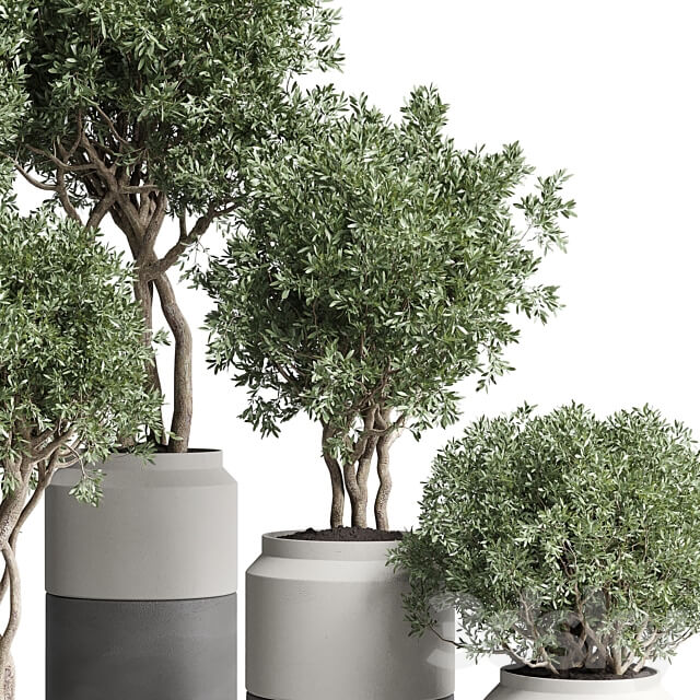 Collection Indoor plant 189 concrete dirt vase pot Tree 3D Models
