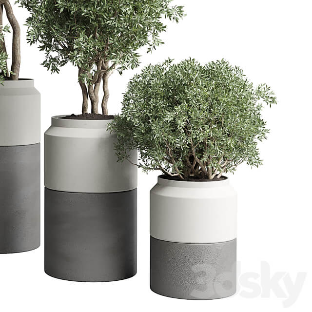Collection Indoor plant 189 concrete dirt vase pot Tree 3D Models