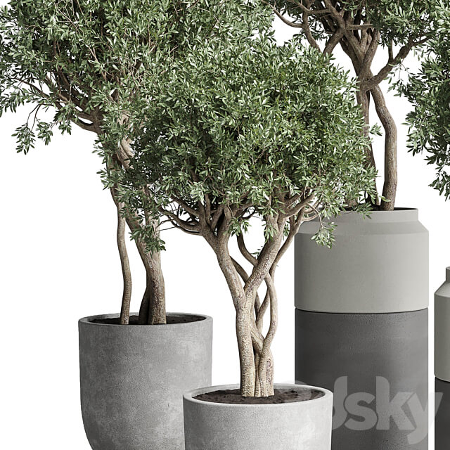 Collection Indoor plant 189 concrete dirt vase pot Tree 3D Models
