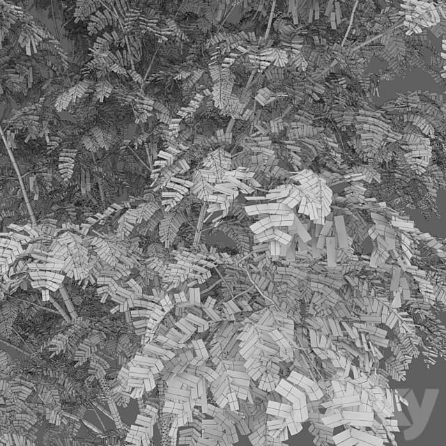 Robinia 3D Models