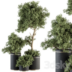indoor Plant Set 344 Tree and Plant Set in pot 3D Models 
