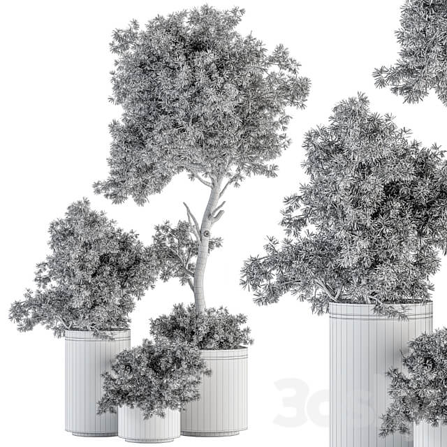 indoor Plant Set 344 Tree and Plant Set in pot 3D Models
