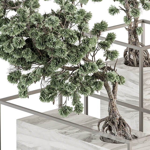 indoor Plant Set 358 Bonsai Set Plant in pot 3D Models