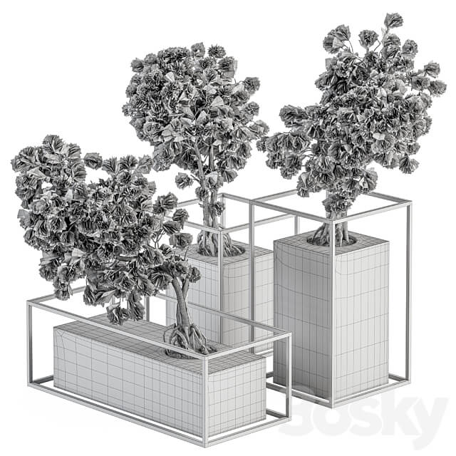 indoor Plant Set 358 Bonsai Set Plant in pot 3D Models