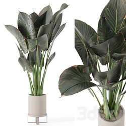 Indoor Plants in Ferm Living Bau Pot Large Set 555 3D Models 
