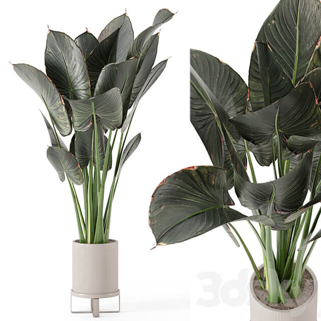 Indoor Plants in Ferm Living Bau Pot Large Set 555 3D Models