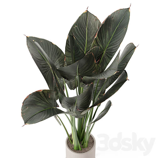 Indoor Plants in Ferm Living Bau Pot Large Set 555 3D Models
