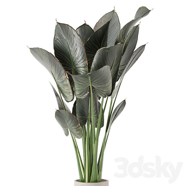 Indoor Plants in Ferm Living Bau Pot Large Set 555 3D Models