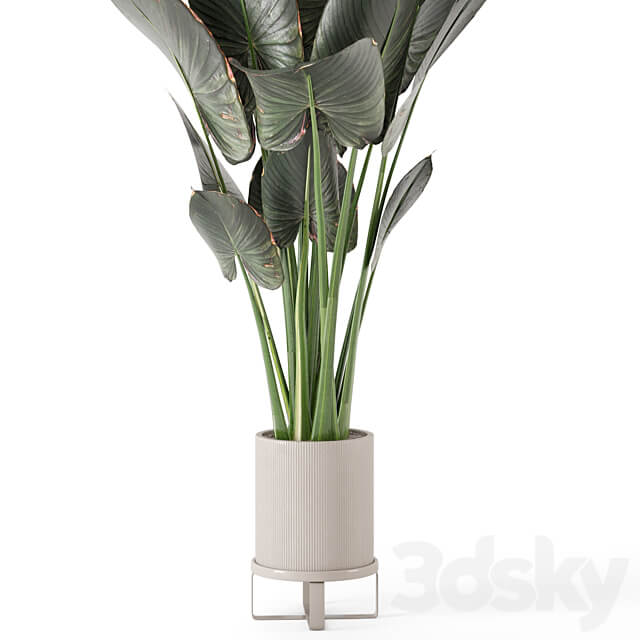 Indoor Plants in Ferm Living Bau Pot Large Set 555 3D Models