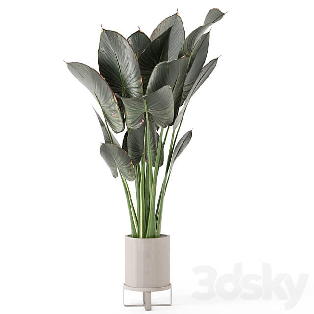 Indoor Plants in Ferm Living Bau Pot Large Set 555 3D Models