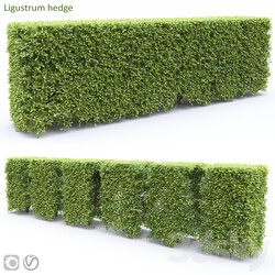 Ligustrum 3D Models 