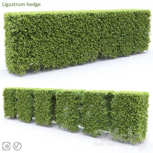Ligustrum 3D Models