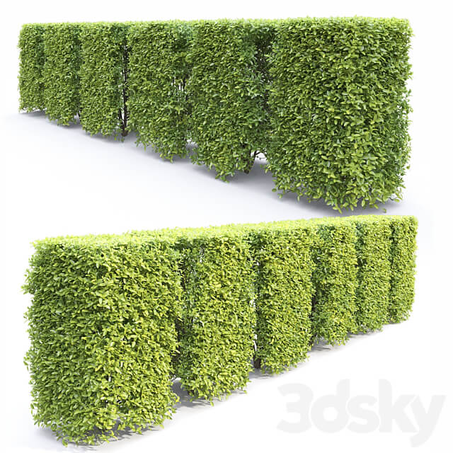 Ligustrum 3D Models