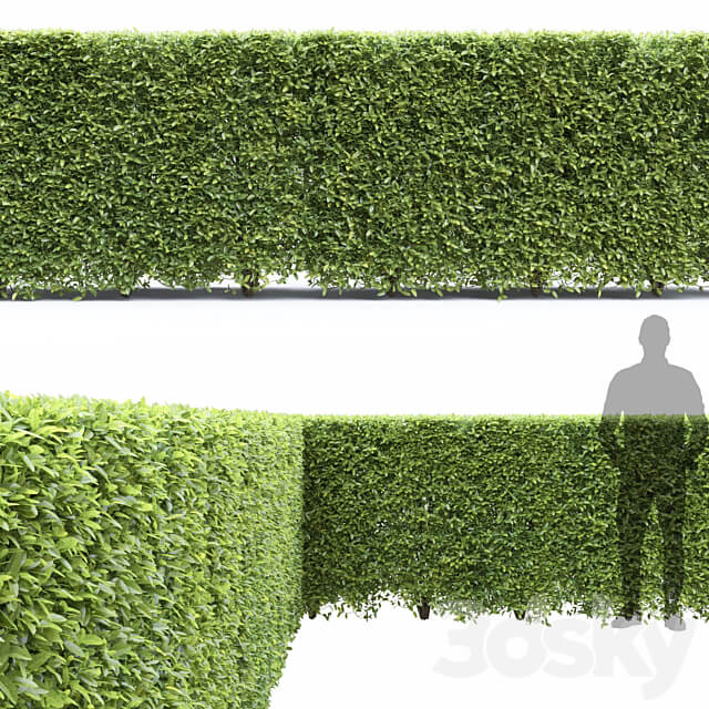 Ligustrum 3D Models
