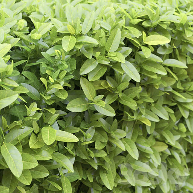 Ligustrum 3D Models