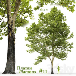 Plane tree Sycamore Platanus 11 3D Models 