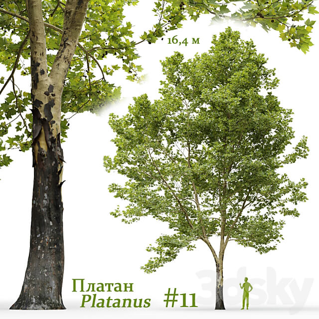 Plane tree Sycamore Platanus 11 3D Models