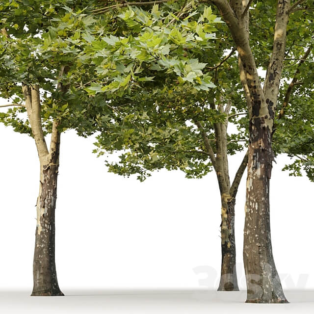 Plane tree Sycamore Platanus 11 3D Models