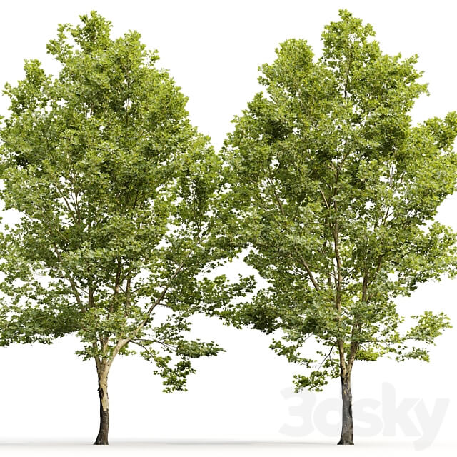 Plane tree Sycamore Platanus 11 3D Models