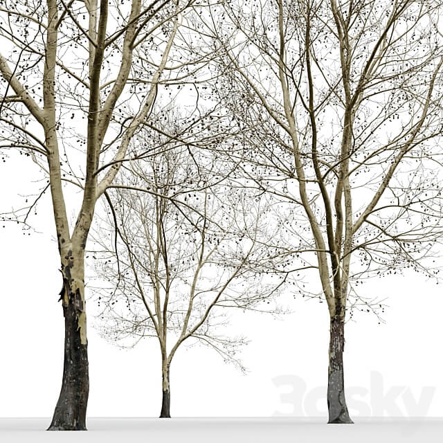 Plane tree Sycamore Platanus 11 3D Models