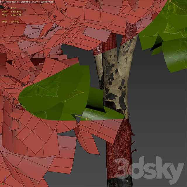 Plane tree Sycamore Platanus 11 3D Models