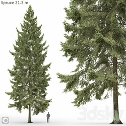 Spruce 3D Models 