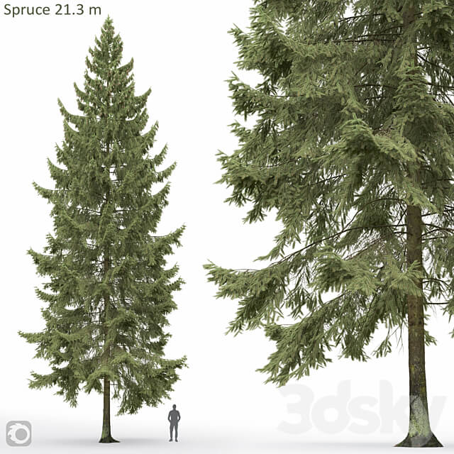 Spruce 3D Models