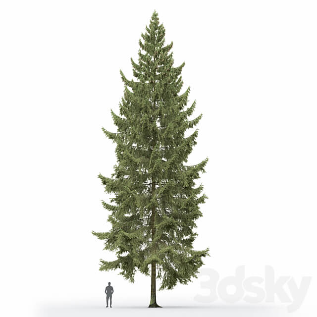Spruce 3D Models