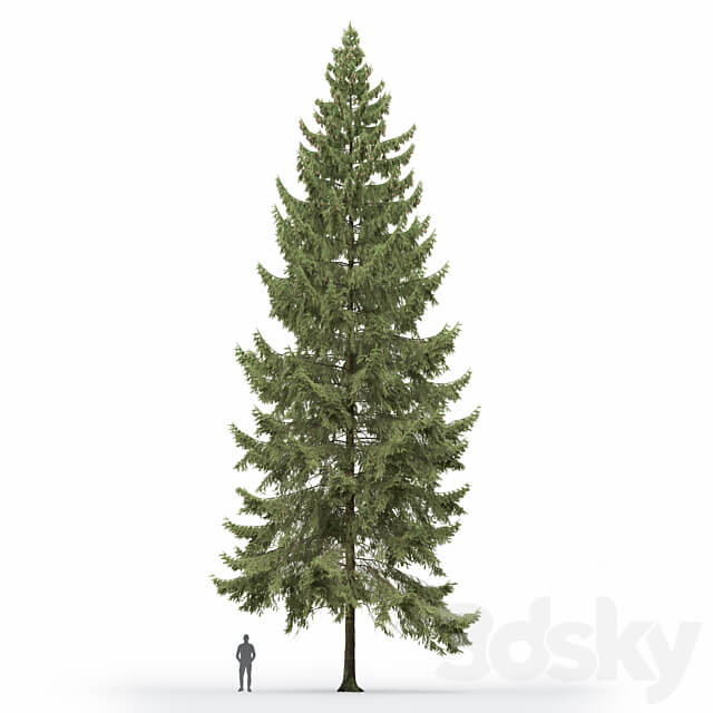 Spruce 3D Models