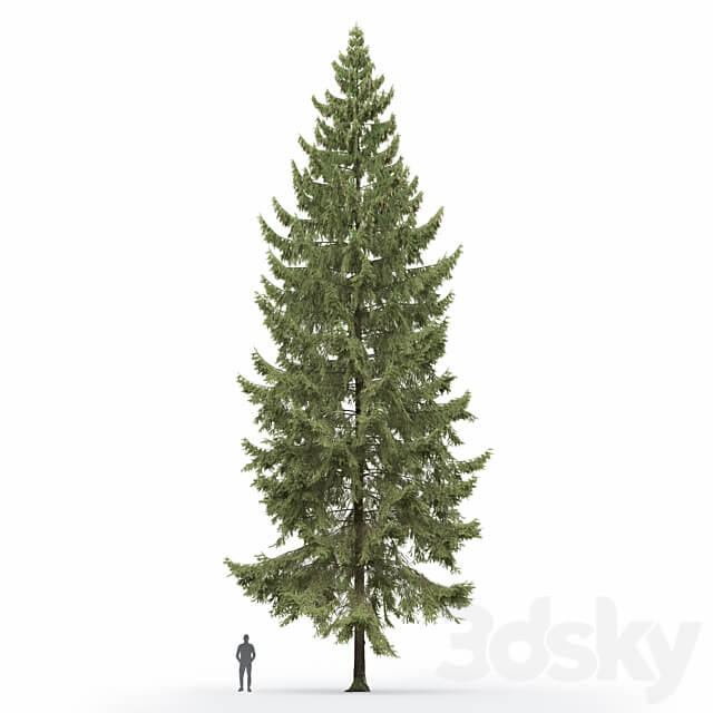 Spruce 3D Models