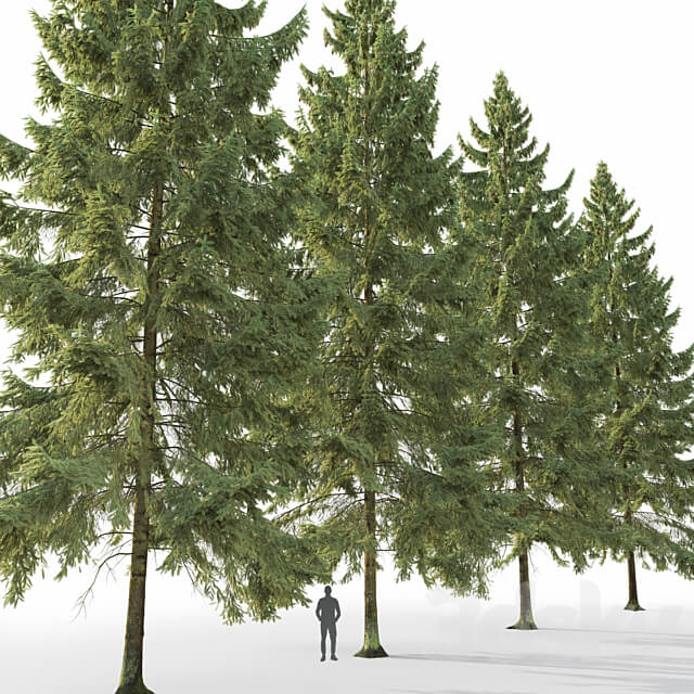 Spruce 3D Models
