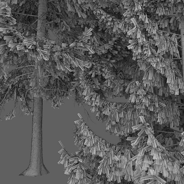 Spruce 3D Models