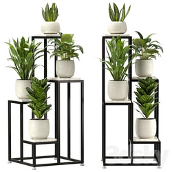 Collection Indoor Plants Set Nim08 3D Models 