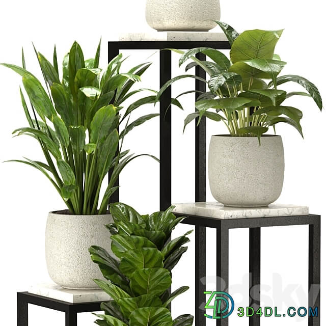 Collection Indoor Plants Set Nim08 3D Models