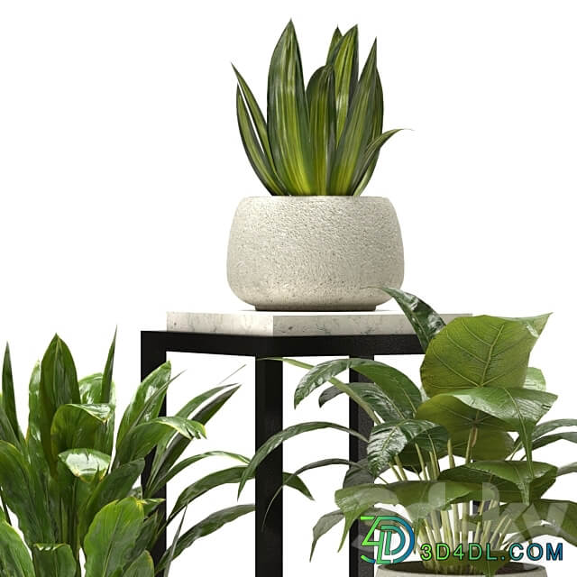 Collection Indoor Plants Set Nim08 3D Models