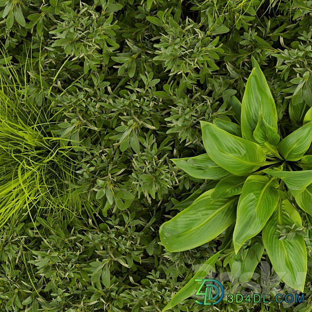 Collection plant vol 331 leaf Fitowall 3D Models
