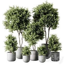 Indoor Plant 2 3D Models 