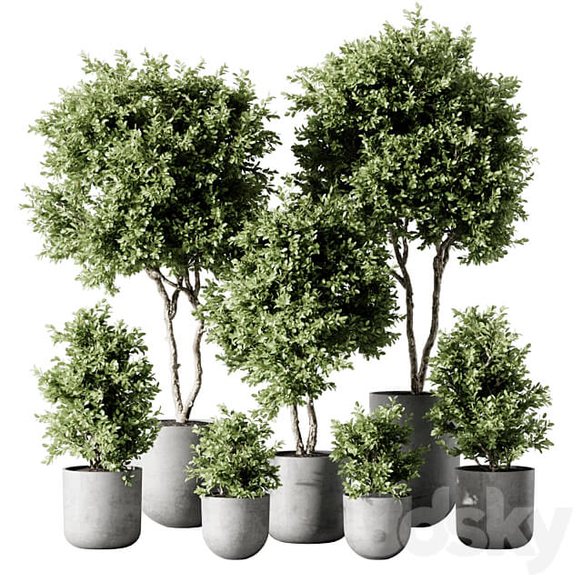 Indoor Plant 2 3D Models