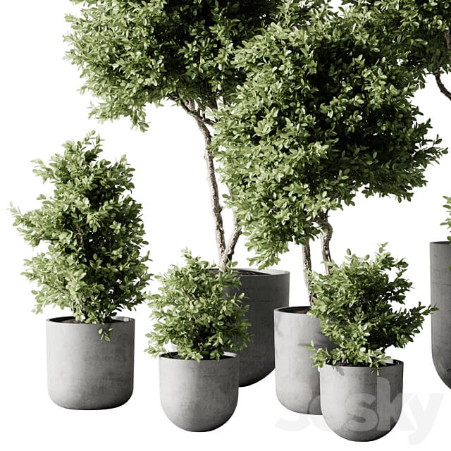 Indoor Plant 2 3D Models