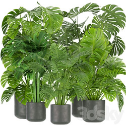 Collection plant vol 334 indoor monstera 3D Models 