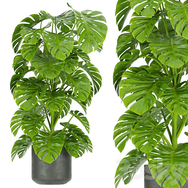 Collection plant vol 334 indoor monstera 3D Models