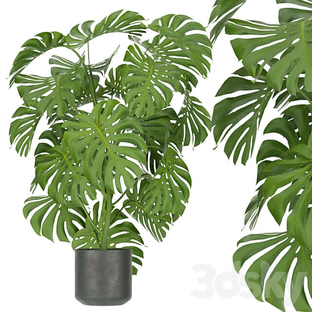 Collection plant vol 334 indoor monstera 3D Models